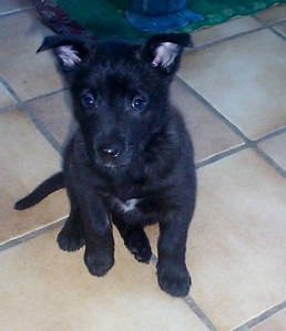 The Brindle Dog when she was a pup.