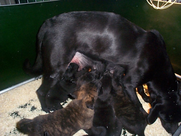 A picture of a black dog and her nursing puppies. 