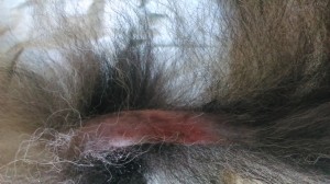 Super disturbing and easily misinterpreted picture of the Fluffy Dog's tail after shaving the hot spot.